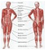 body parts