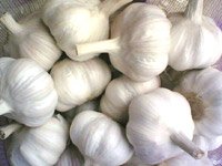 garlic-0727